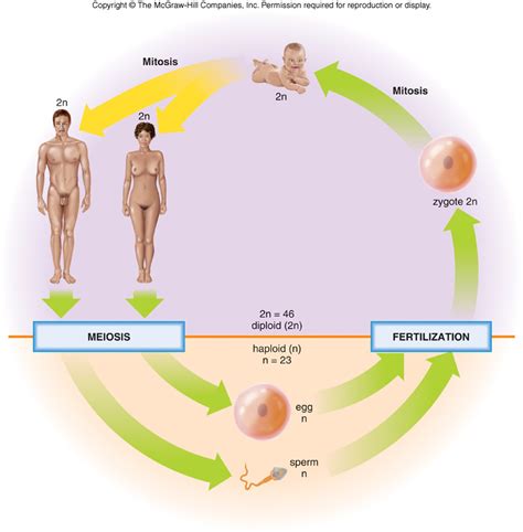 Human Life Cycle Meiosis | www.pixshark.com - Images Galleries With A Bite!