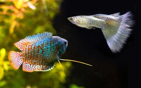 Guppies and Dwarf Gourami - Can They Live Together? - AquariumNexus