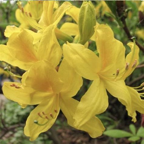 Yellow Azaleas | Spring flowering bulbs, Irish garden, Plant gifts