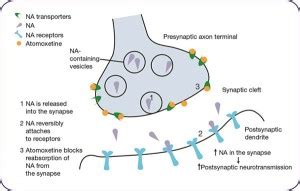 atomoxetine-moa_600x381 – Lostfalco.com