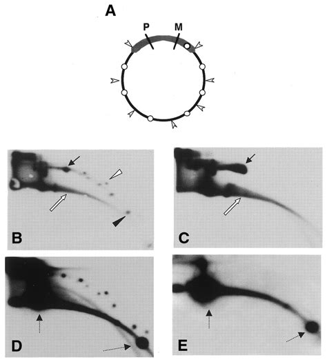 Tandem repeats present in a recombinant vector are converted into... | Download Scientific Diagram