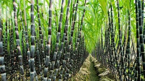 tecnología agrícola - cultivo de caña de azúcar cultivo de caña de azúcar y cosecha ...