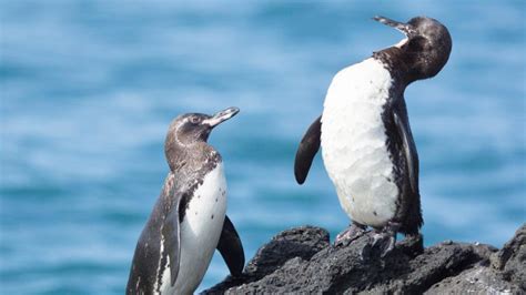 Facts about Galapagos penguins