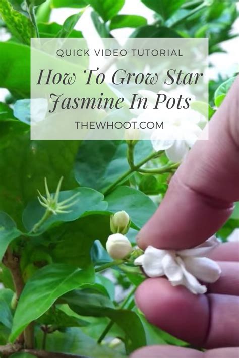 How To Grow Star Jasmine In Pots {Video} - The WHOot | Jasmine plant ...