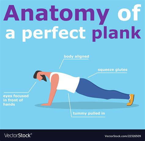 Anatomy of perfect plank banner Royalty Free Vector Image