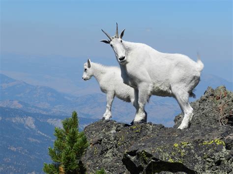 Mountain Goats At The Top Free Stock Photo - Public Domain Pictures