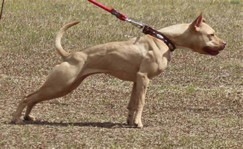 American Pit Bull Terrier Color Chart - American Dog Breeders Assoc.