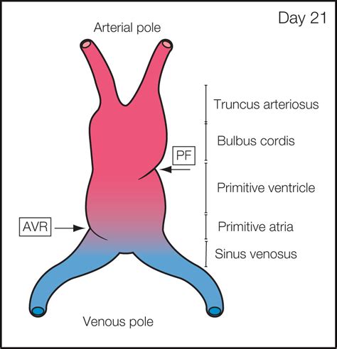 Embryology of the Heart | Obgyn Key