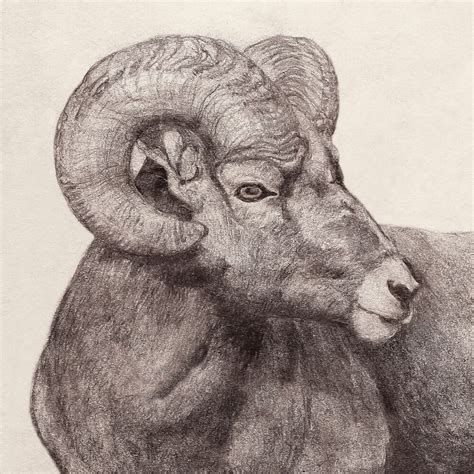 Ram Pencil Drawing