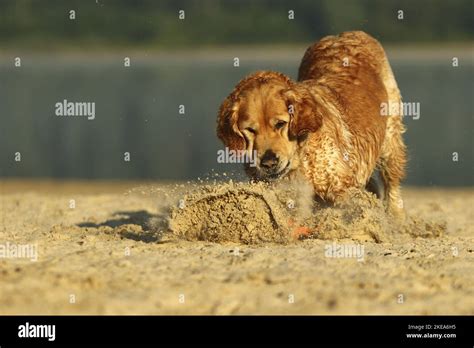 playing Golden Retriever Stock Photo - Alamy