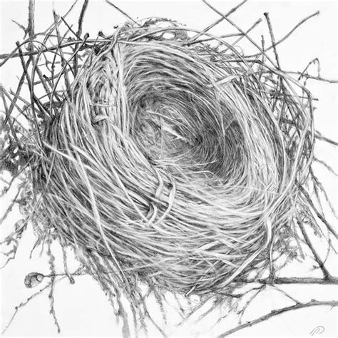 Bird Nest Drawing at GetDrawings | Free download