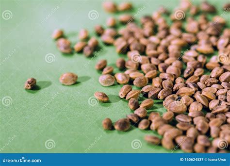 Dry Cannabis Hemp Seeds on Green Background Stock Image - Image of ...