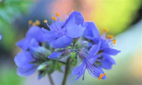 30pcs Jacob's Ladder Flower Seeds-beautiful Perennial - Etsy