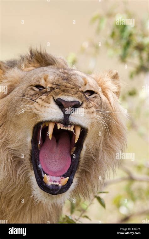 Roaring Lion Portrait High Resolution Stock Photography and Images - Alamy