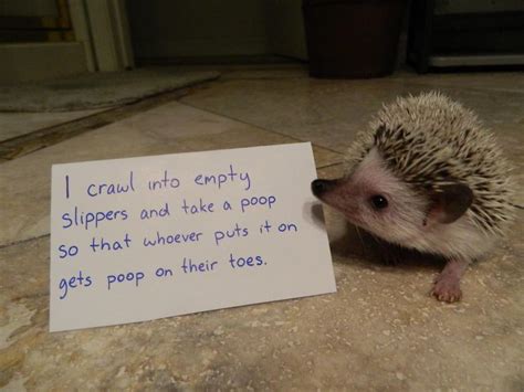 Pets That Are Causing Trouble All The Time So Their Owners Decided To Publically Shame Them