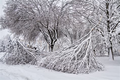 Snowstorm Damage Checklist • Ivan's Tree Service