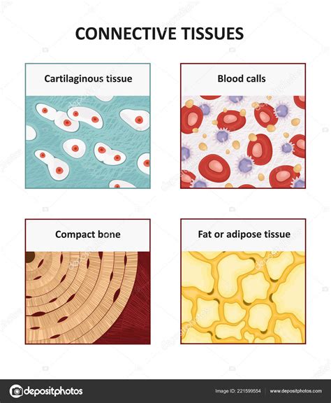 Connective Tissue Types