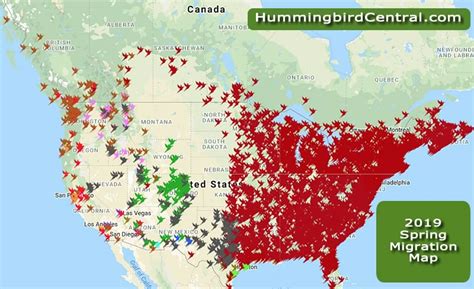 2019 hummingbird spring migration map, 2019 hummingbird sightings, migration patterns, migration ...