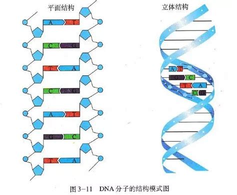 重复的DNA序列 | 其中一种解法 - 知乎