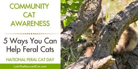 Five Ways You Can Help Feral Cats - National Feral Cat Day 2021 | LaptrinhX / News