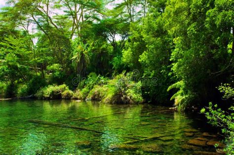 Jungle, bush and water spring in Africa. Tsavo West, Kenya. Jungle, green bush a , #sponsored, # ...