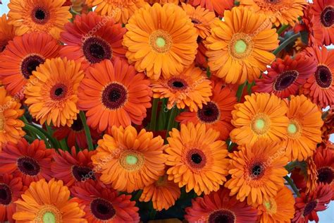 Gerbera flower arrangement | Gerbera flower arrangement — Stock Photo © photopotam #121489824