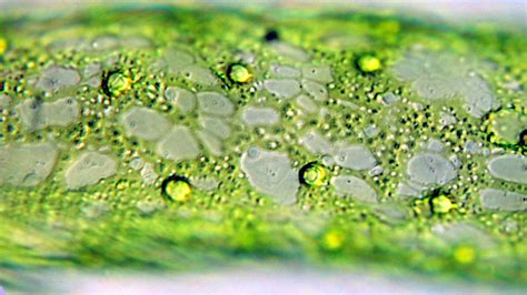 Chloroplast In Plant Cell