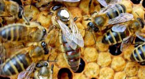 The Honey Bee Queen: Life Cycle And Role In The Colony PLUS A Video