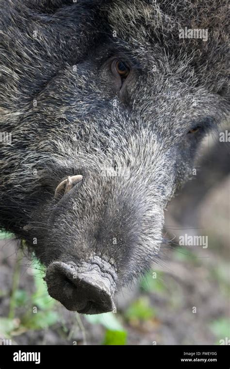 Wild boar tusks hi-res stock photography and images - Alamy