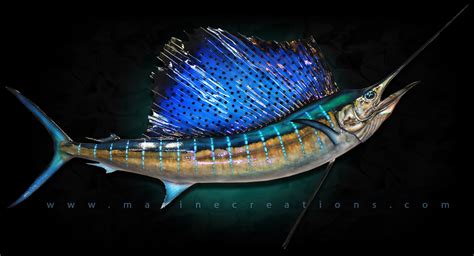 Sailfish Fish Mounts by Marine Creations Taxidermy