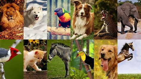 Download 240x320 Animals Wallpapers Pack | Animal wallpaper, Wallpaper, Animals
