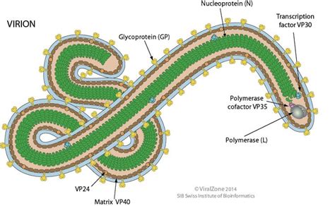 Ebola Virus- An Overview