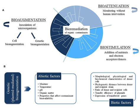 Frontiers | Plasmid-Mediated Bioaugmentation for the Bioremediation of Contaminated Soils