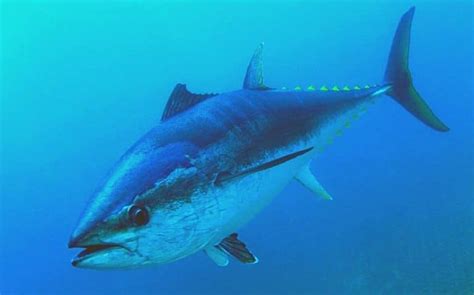 Does a Tuna Have Scales and Fins? - The Shocking (Facts)