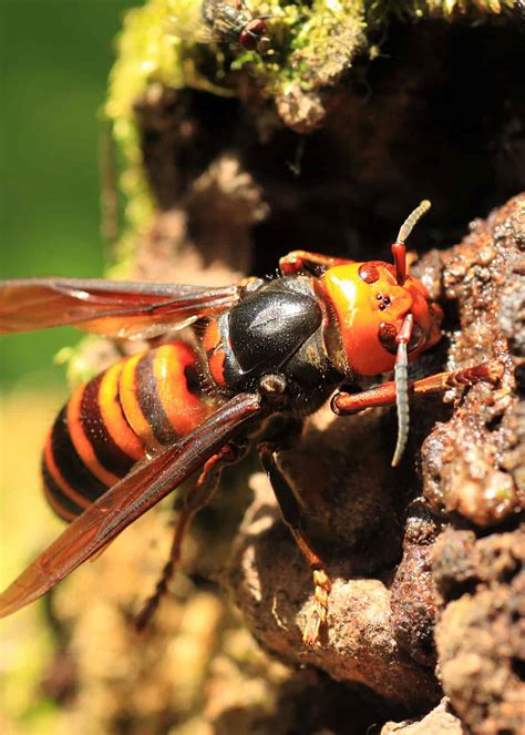 50 Japanese Giant Hornet Facts (Complete Guide) Plus Photos, Videos | Everywhere Wild