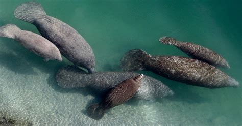 Endangered status sought for manatees as hundreds starve : r ...