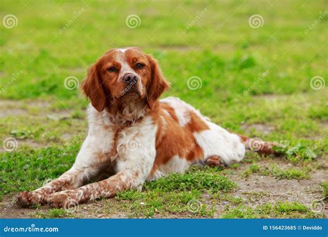 Dog breed Breton Spaniel stock image. Image of breed - 156423685