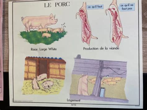 MAP EXPO SCHOOL Poster set table anatomy, pig ,meat, carcass,breed ...