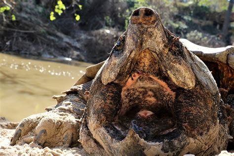 Beasts Beneath The Bayou: Alligator Snapping Turtles Thrive In The Heart Of Houston – Houston ...