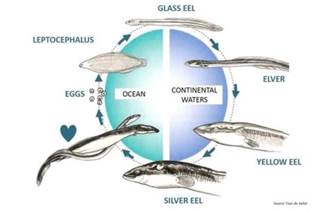 Conger Eel: Diet, Habitat, and Life Cycle