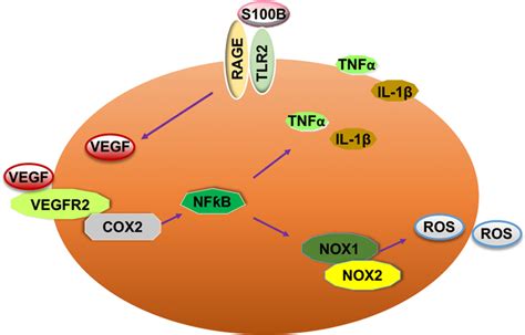 S100B-VEGF autocrine signaling pathway. Astrocytes-derived S100B... | Download Scientific Diagram