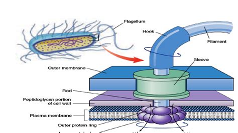 Structure & Working of Bacterial Flagella - YouTube