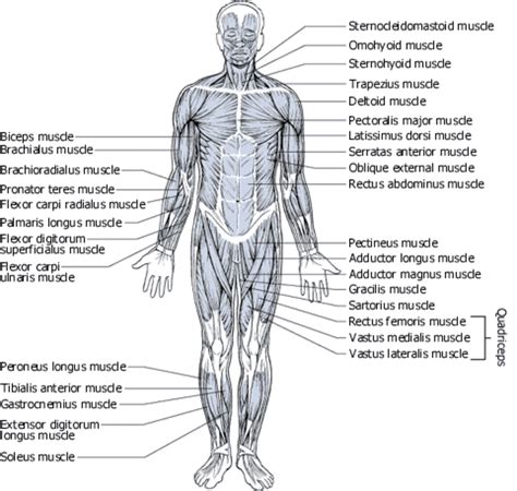 Human Muscle Diagram Labeled