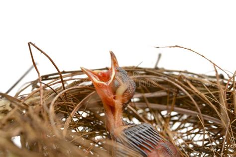 Baby bird in a nest stock image. Image of isolated, animal - 42913601