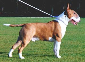 File:Bull terrier 2.jpg - Wikimedia Commons