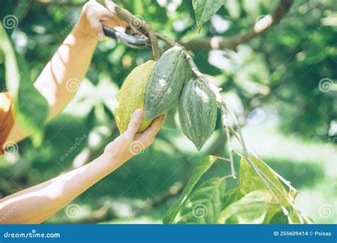 Farmer Harvest Cacao Bean Fruit Cocoa Pod from Tree Stock Photo - Image ...