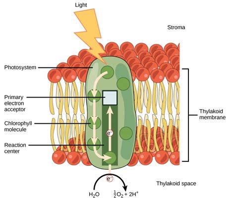The Light-Dependent Reactions of Photosynthesis | Biology for Non-Majors I