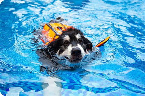 Dog Paddle Beach - Swim Therapy for Dogs - Rockford IL