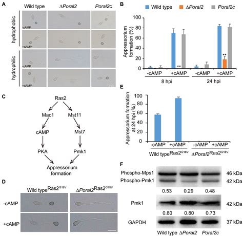 Frontiers | PoRal2 Is Involved in Appressorium Formation and Virulence via Pmk1 MAPK Pathways in ...