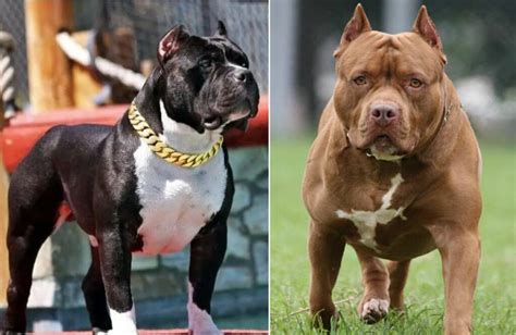 Are Pitbulls Dangerous? Exploring Truths About Their Nature.